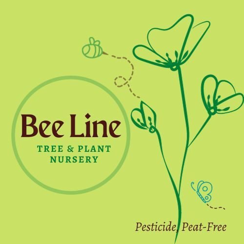 Beeline Nursery